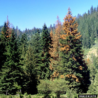 Top kill is a sign of attack of fir engraver on large, otherwise healthy, trees