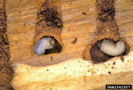 Larvae of Douglas-fir beetle in their galleries