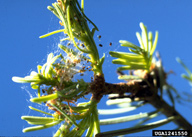 Webbed foliage, the feeding site of young larvae of the western spruce budworm
