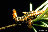 Mature larva of western spruce budworm