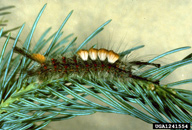 Mature larvae of Douglas-fir tussock moth