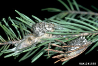 Egg masses of Douglas-fir tussock moth