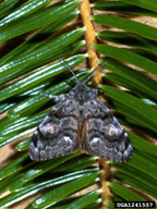 Male adult of Douglas-fir tussock moth