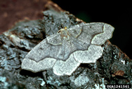 Adult of western hemlock looper