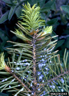 Appearance of Cooley spruce gall adelgids on its alternate host, Douglas-fir