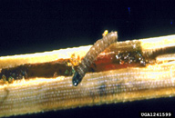 Larva of lodgepole needleminer