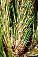 Needles that have been clipped and webbed together by sugar pine tortrix larvae