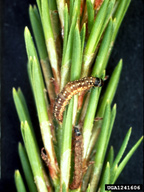 Larvae of the sugar pine tortrix