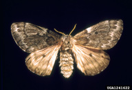 Female adult of Pandora moth