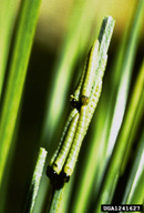 Young larvae of pine butterfly