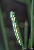 Mature larva of pine butterfly