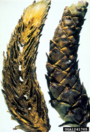 Internal appearance of pine cones infested by larvae of lodgepole cone beetles