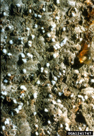 Close view of balsam woolly adelgids on bark of fir tree