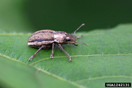 Adult of one of the whitefringed beetles