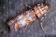 Adult of Zimmerman pine moth