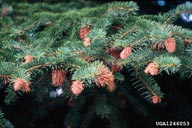 Appearance of the large (2-3 cm long) galls caused by Cooley spruce gall adelgid