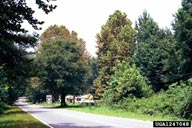 Sycamore trees bronzed by feeding of sycamore lace bug