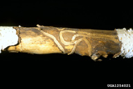 Larval galleries of bronze birch borer in a limb