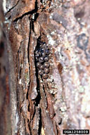 Egg mass of nun moth