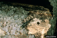 The circular emergence holes of black fir sawyer beetles are large, ca 1.2 cm in diameter