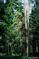 Brown foliage is sign of attack by black fir sawyer beetle