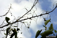 Defoliation from European gypsy moth 