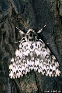 Adult female nun moth in resting position