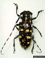 Adult of Asian longhorned beetle