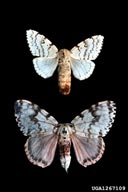 Comparison of the female of rosy gypsy moth (bottom) to that of gypsy moth (top)