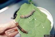 Mature larvae of rosy gypsy moth