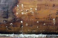 Emergence holes (see sawdust) of striped ambrosia beetles in felled Norway spruce
