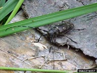 Various North American species are similar in appearance and biology to Japanese pine sawyer