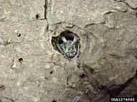 Adult emergence hole (with head of adult visible) of whitespotted sawyer