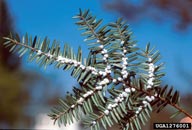 Hemlock woolly adelgid on hemlock