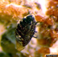 High magnification of the aphid-like body of an adult hemlock woolly adelgid after removal of the wool