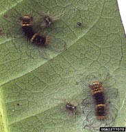 Young larvae of rosy gypsy moth