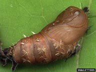 Pupa of rosy gypsy moth