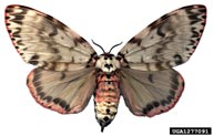 Adults of rosy gypsy moth