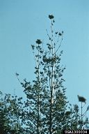 Tops of pines showing loss of branches from feeding of adults of larger shoot beetle