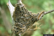 Large larvae of eastern tent caterpillar 