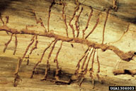 Galleries of mountain pine beetle