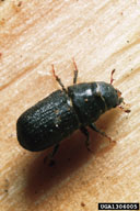 Adult of mountain pine beetle