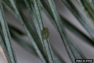 Spruce aphid