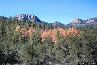 Stands of ponderosa pines killed by western pine beetle