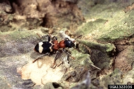 Adult red-bellied clerid beetle, an important predator of the engraver beetle in Europe