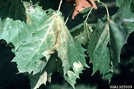 Yellow stippling and bronzing of foliage caused by sycamore lace bug