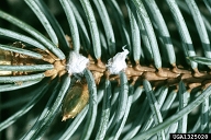 Overwintering adults of Cooley spruce gall adelgid