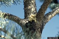Feeding of Zimmerman pine moth larvae results in pitch accumulations on the bark, usually near the branch nodes
