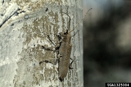 Adult of poplar borer