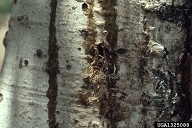 Frass being expelled from larval gallery of poplar borer